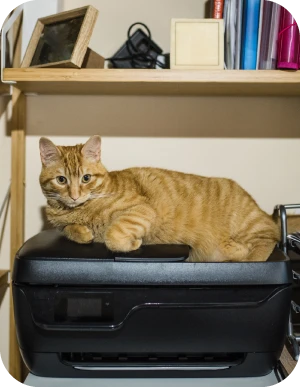 Oranžs kaķis guļ uz melna printera, kas novietots zem koka plaukta. Plauktā grāmatas, mapes, fotogrāfijas rāmis un citi priekšmeti.