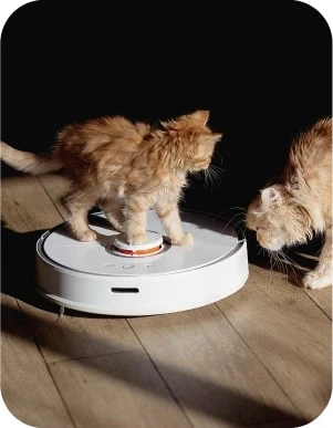 Divi rudi kaķēni spēlējas ar baltu robotu putekļu sūcēju, kas tīra koka grīdu — viens stāv uz ierīces, otrs to vēro.