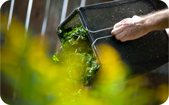 Tuvplāns ar cilvēka roku, kas izber zālienu no zāles pļāvēja sietveida zāliena savācējgroza; fonā dzelteni ziedi un vertikāli dēļi no sētas.