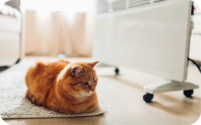 Ruds kaķis guļ uz gaiša paklāja istabā, fonā balts elektriskais sildītājs uz ritentiņiem.