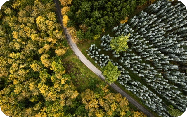 Mežs no putna lidojuma ar dažādu koku veidiem un zemes ceļu caur to.