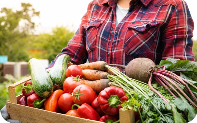 Cilvēks sarkanā rūtainā kreklā, tur rokās koka kasti ar svaigiem dārzeņiem – kabačiem, tomātiem, burkāniem, paprikām un bietēm.