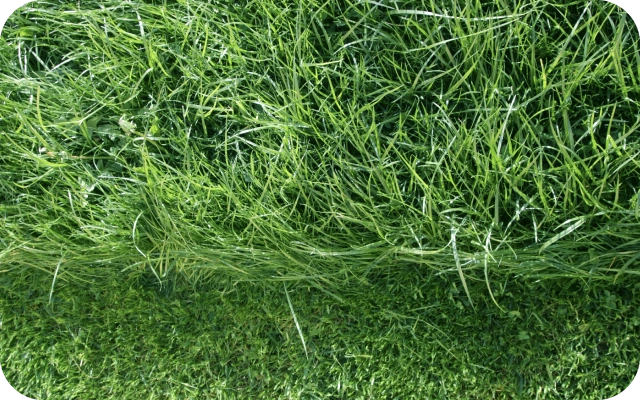 Zāliens ar diviem zāles garumiem – augšdaļā gara, savīta zāle, apakšdaļā īsi nopļauta zāle.