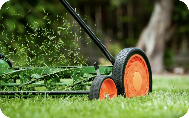 Manuālais zāles pļāvējs ar oranžiem riteņiem un melnu rokturi darbībā, pļaujot zālienu; zāles asmeņi griežas sviežot nopļauto zāli pa gaisu, fonā koki.