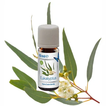 Venta Aromatizētāju komplekts Organic fragrance Eucalyptus