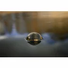 Deeper Smart Sonar Chirp+3