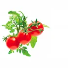 Click & Grow Gudrā dārza Mini tomāti kapsulas